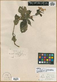 Ruellia jussieuoides image