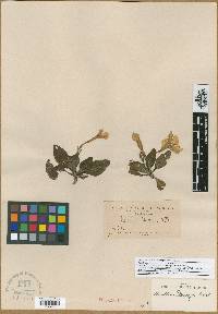 Image of Ruellia morongii