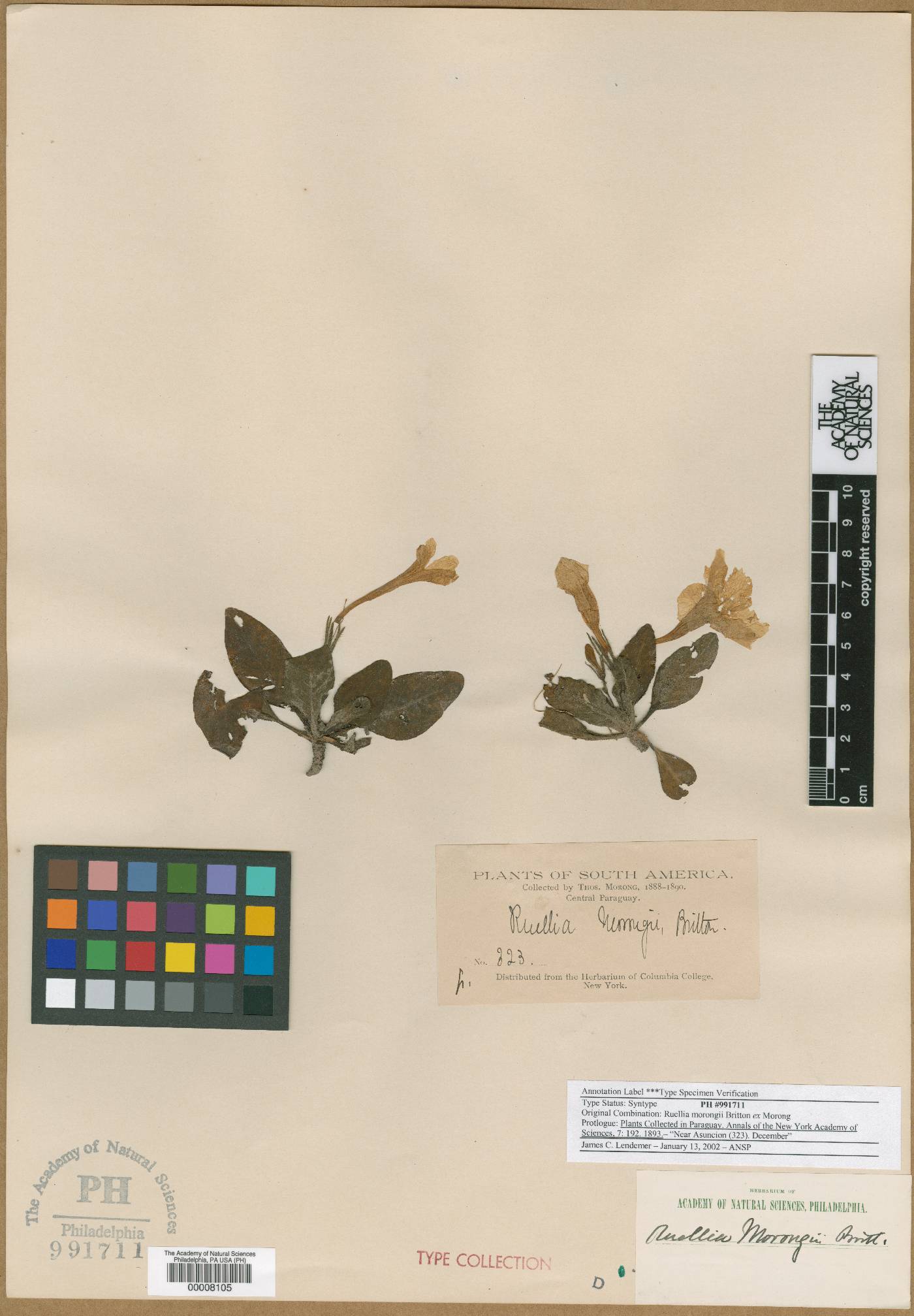 Ruellia morongii image