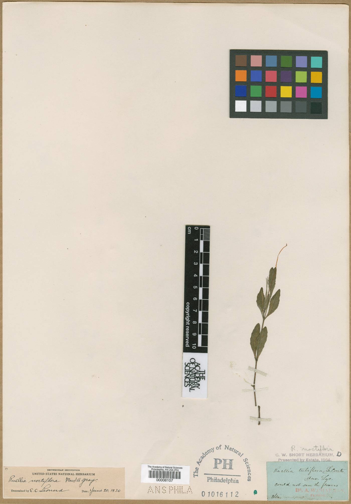 Ruellia tubiflora image