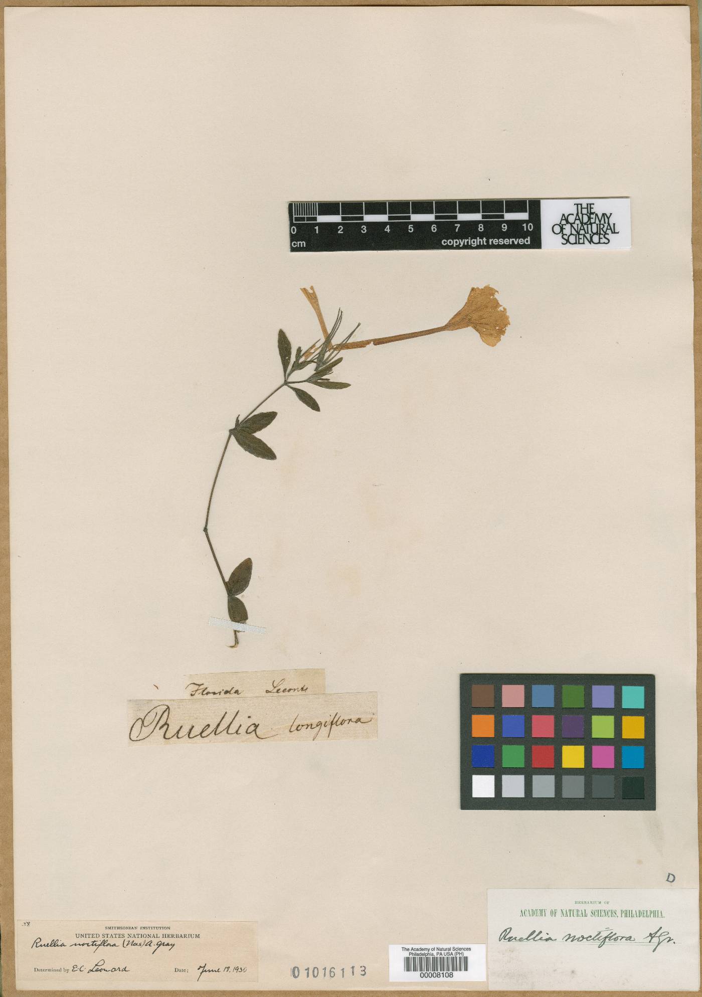 Whitfieldia elongata image
