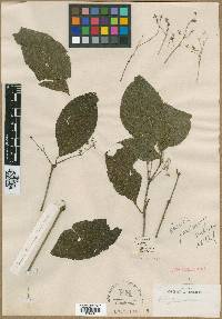 Media resource of Strobilanthes panichanga