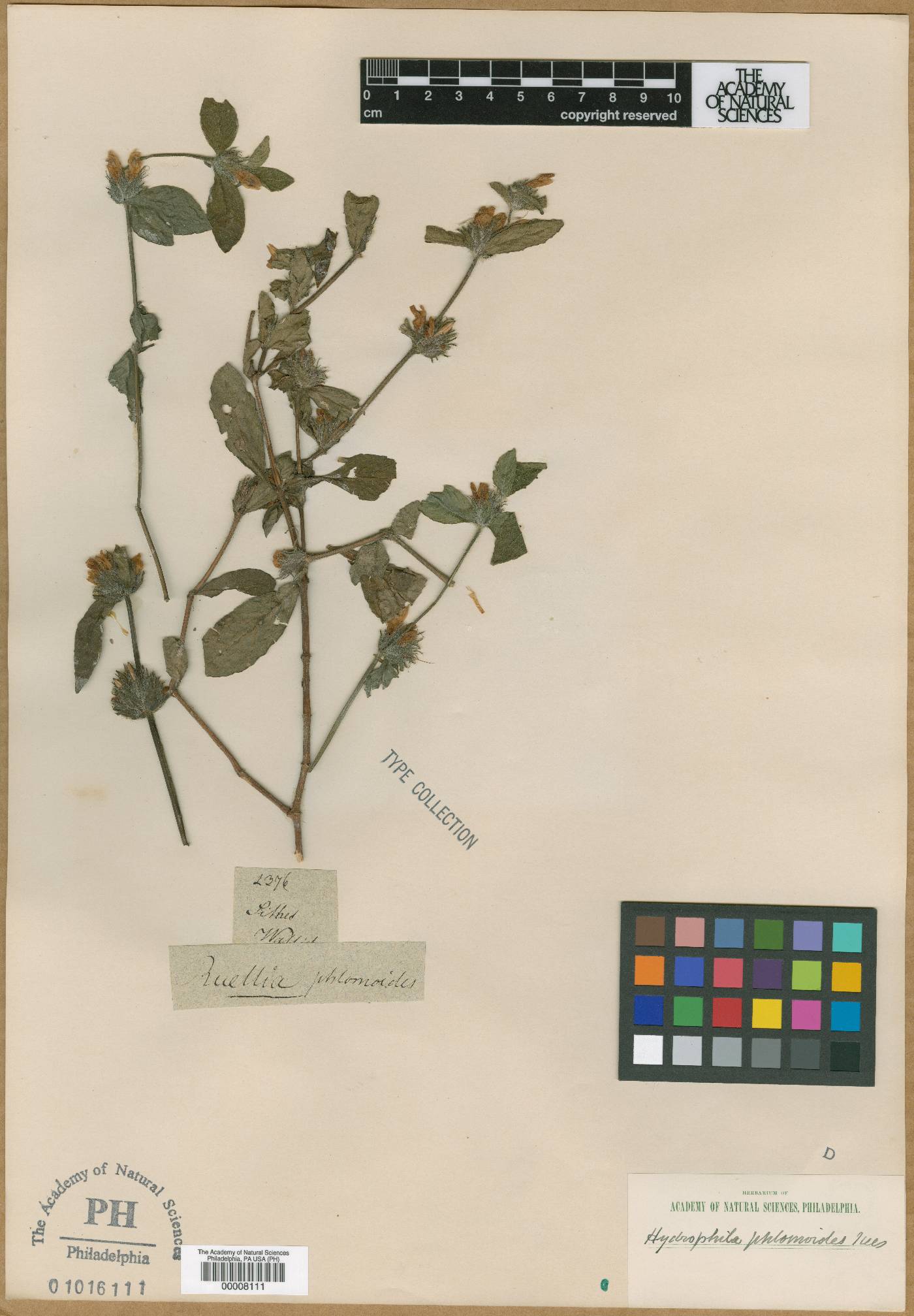 Hygrophila phlomoides image