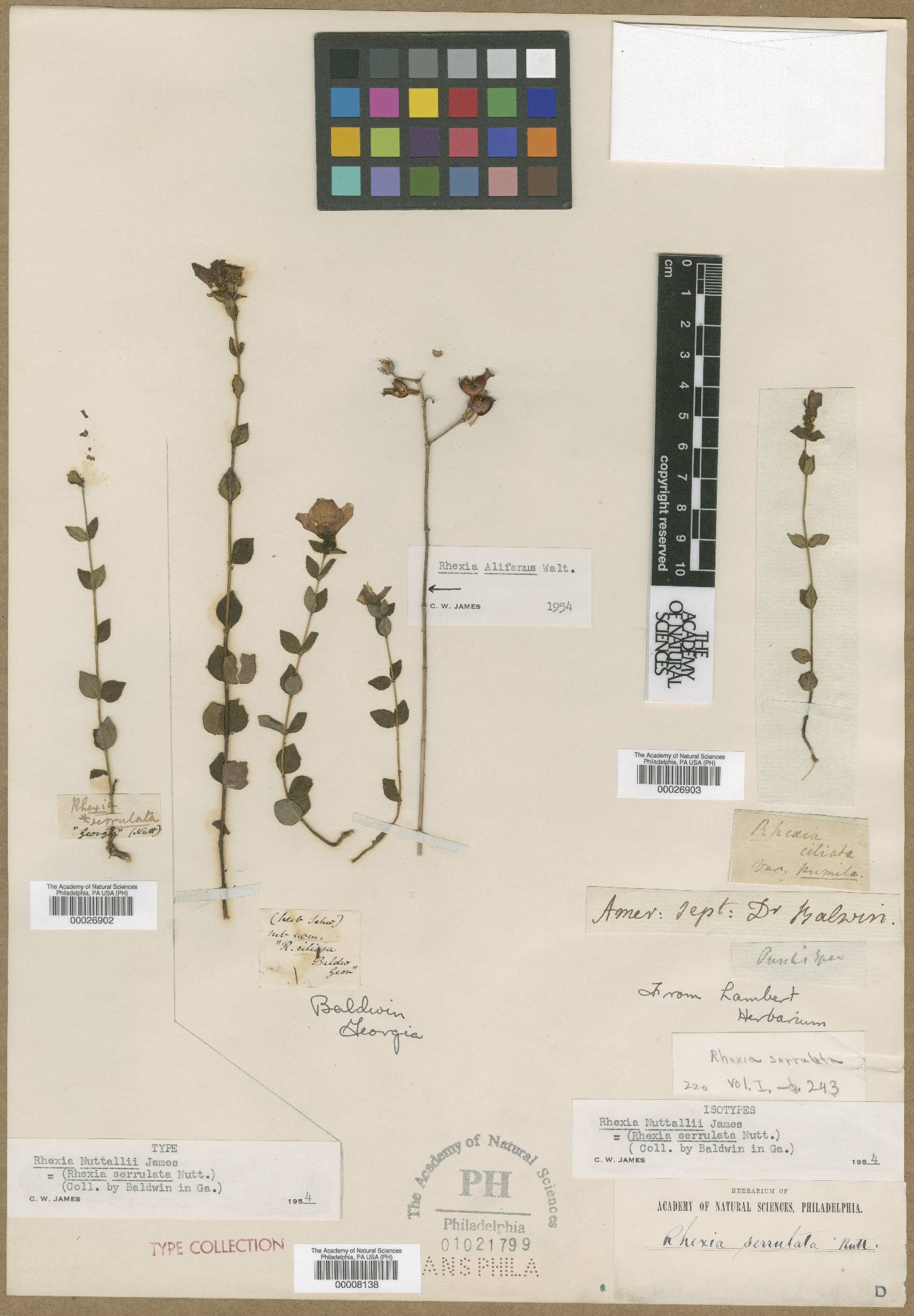Rhexia serrulata image