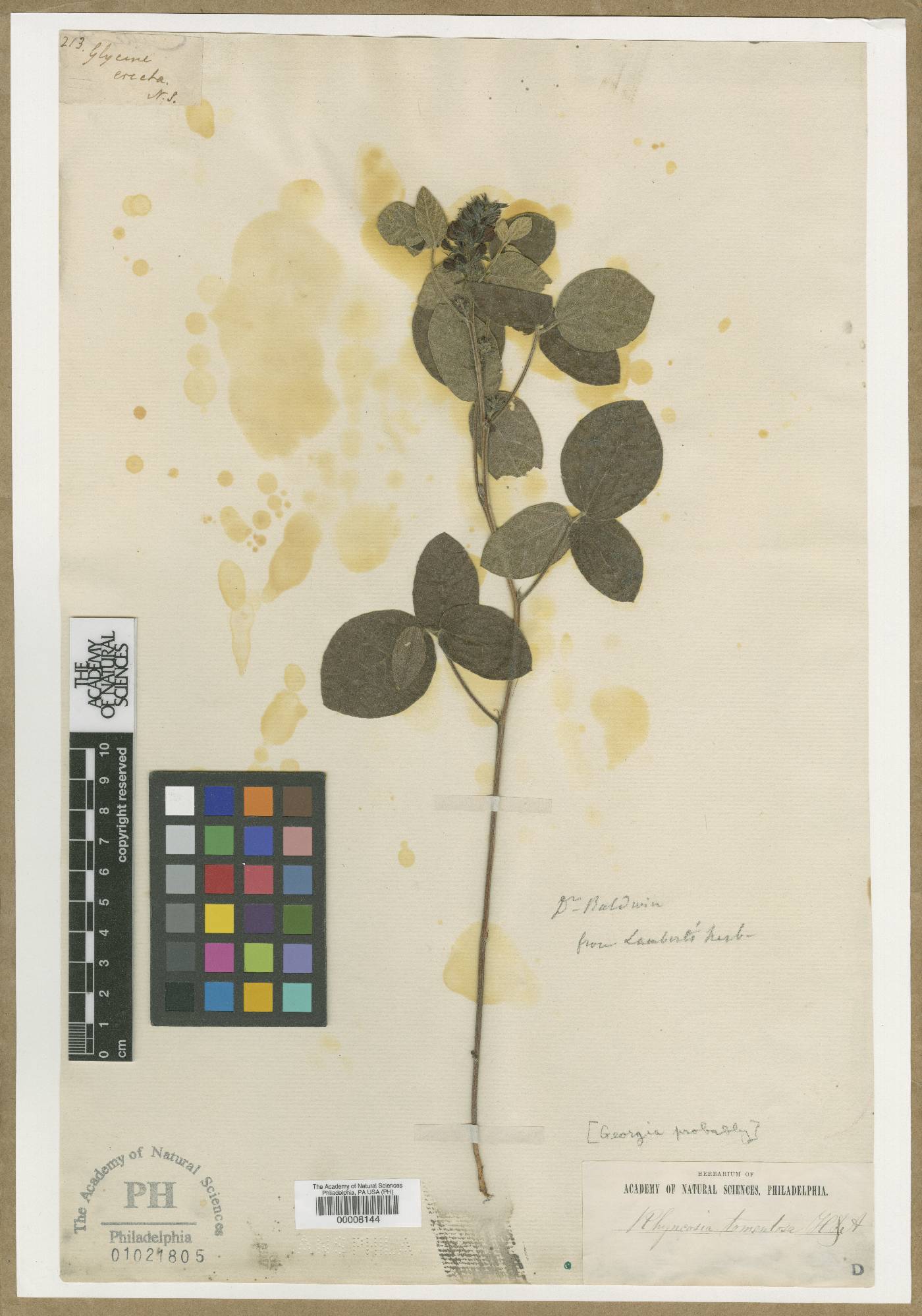 Glycine erecta image