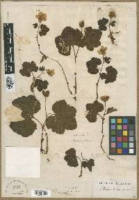 Rubus chamaemorus image