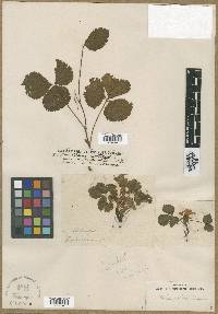 Rubus arcticus image