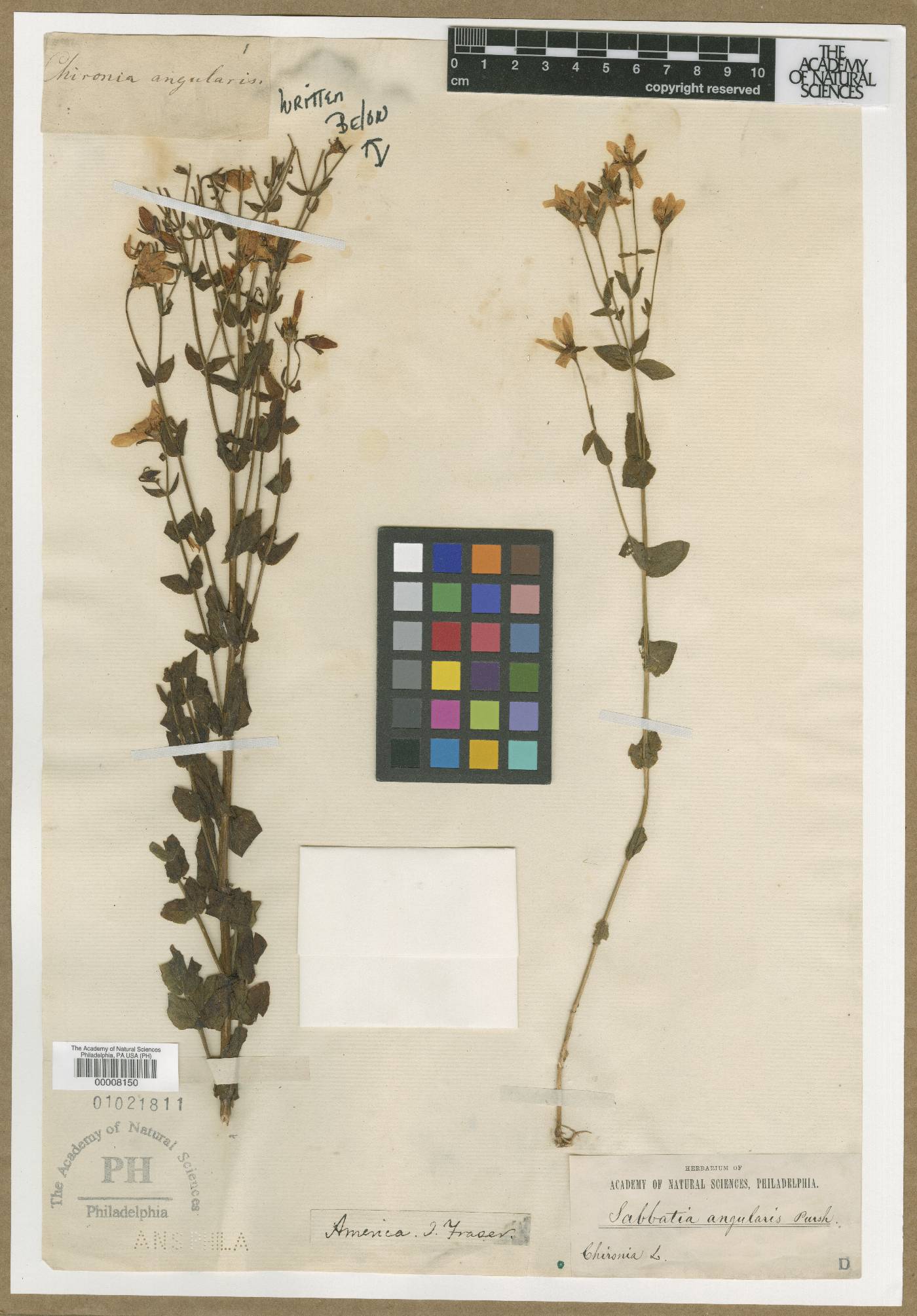Chironia angularis image