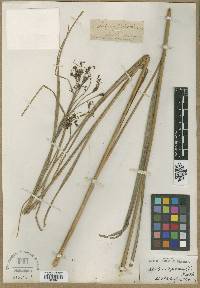 Scirpus holoschoenus image