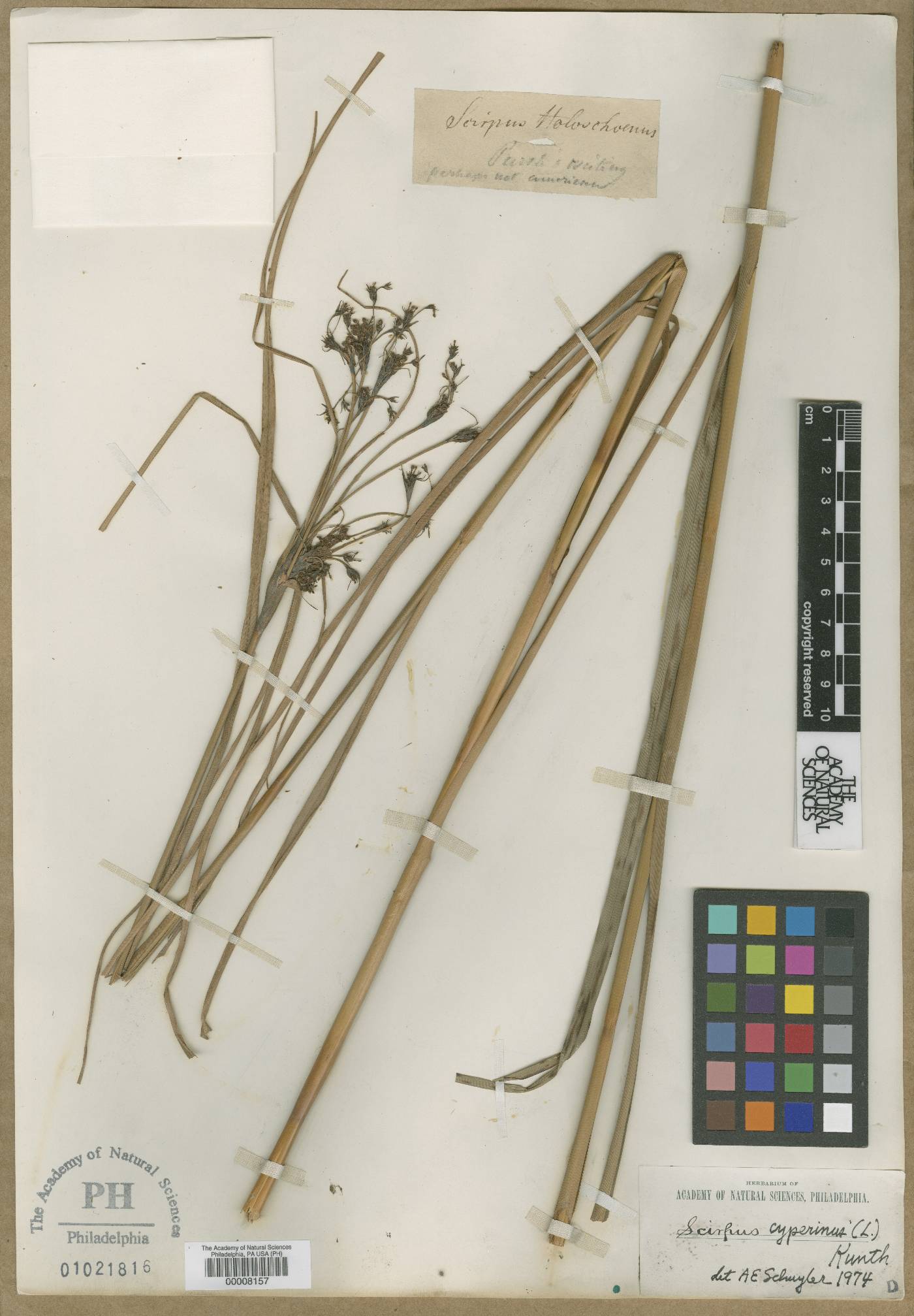 Scirpus holoschoenus image