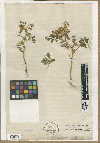 Solanum angustifolium image
