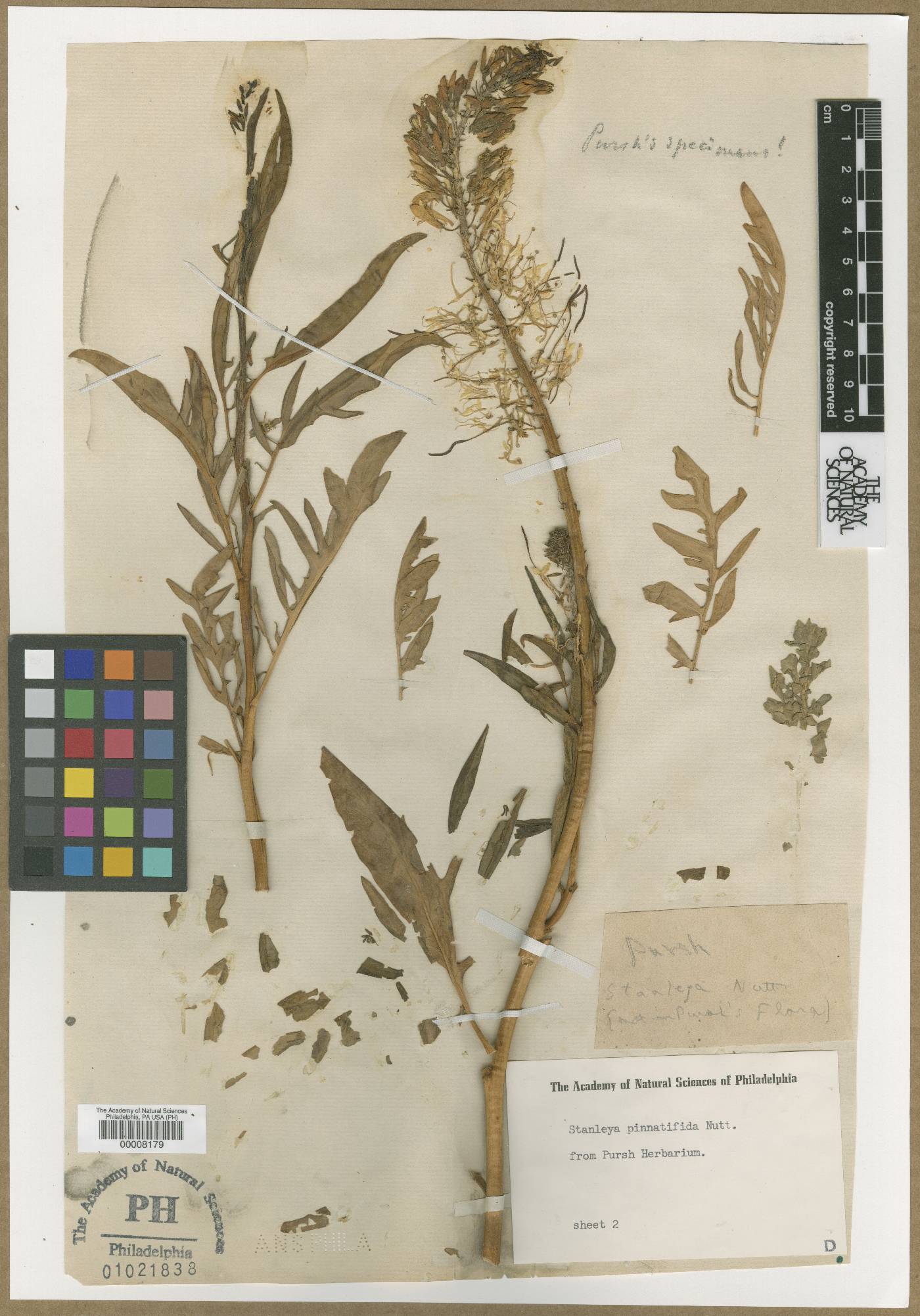Stanleya pinnatifida image