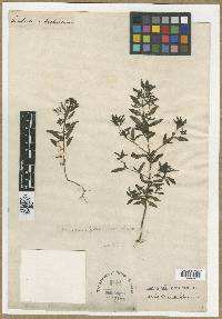 Trichostema dichotomum image