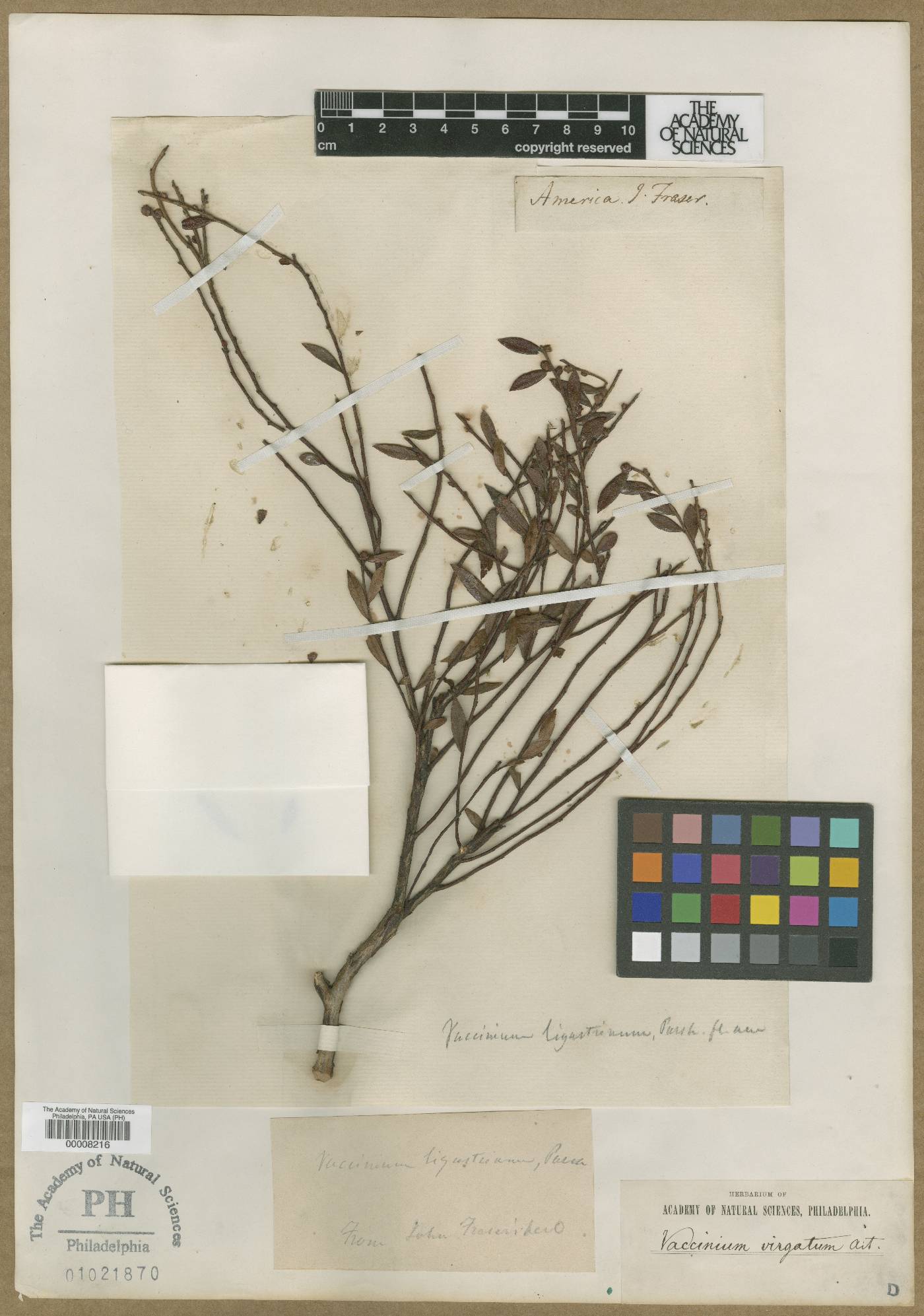 Vaccinium ligustrinum image