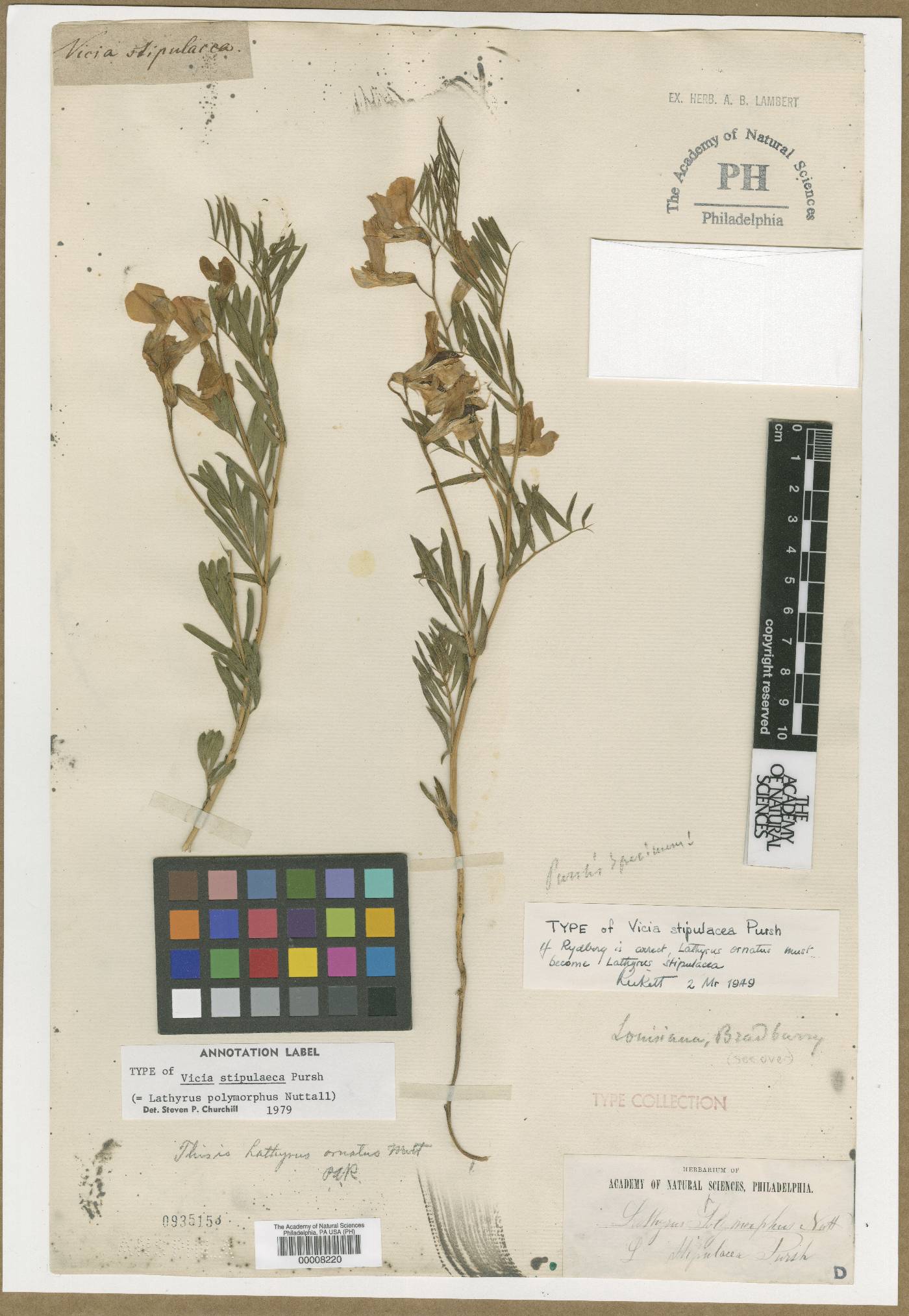 Lathyrus polymorphus subsp. polymorphus image