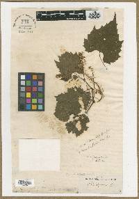 Vitis incisa image