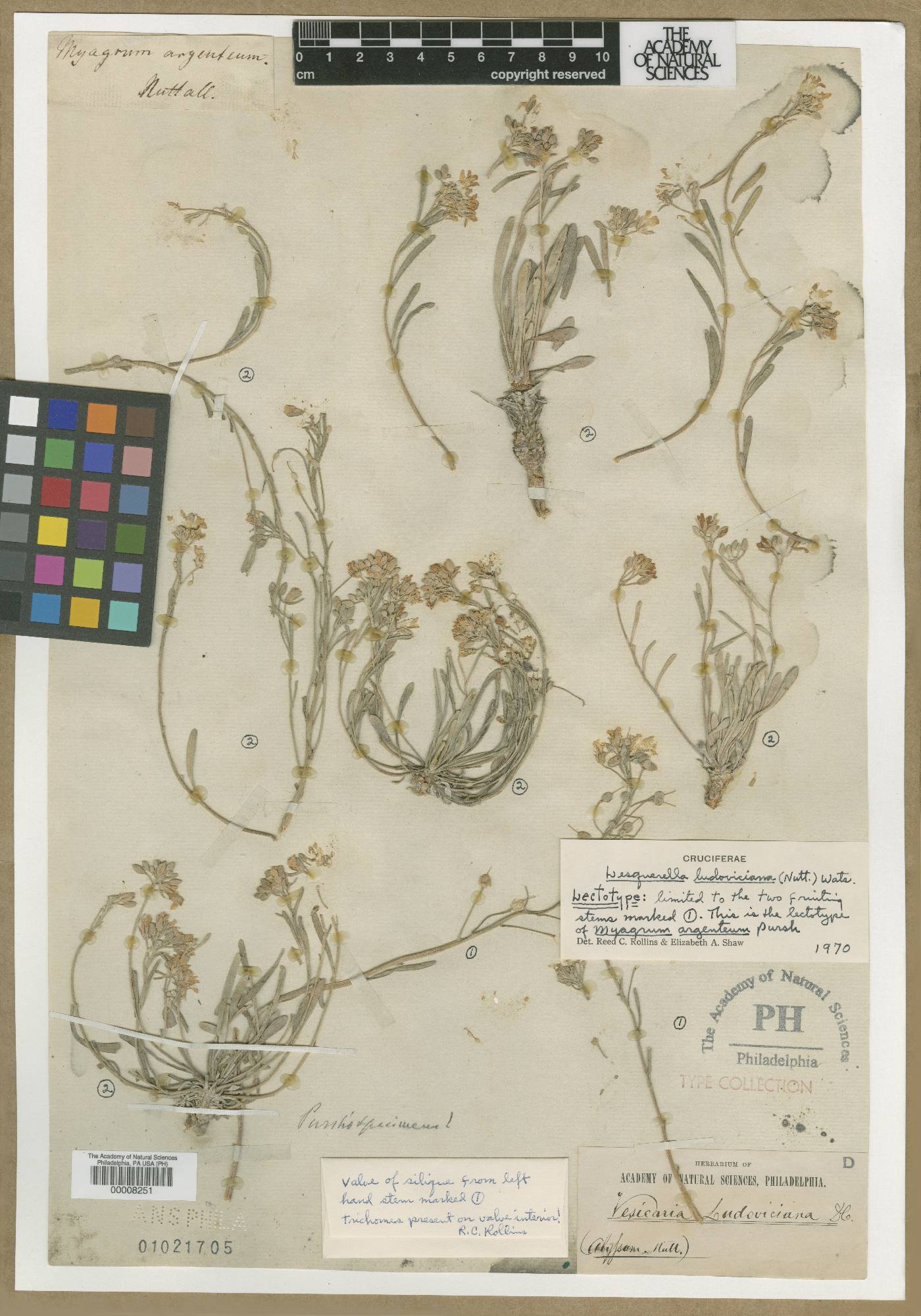 Myagrum argenteum image