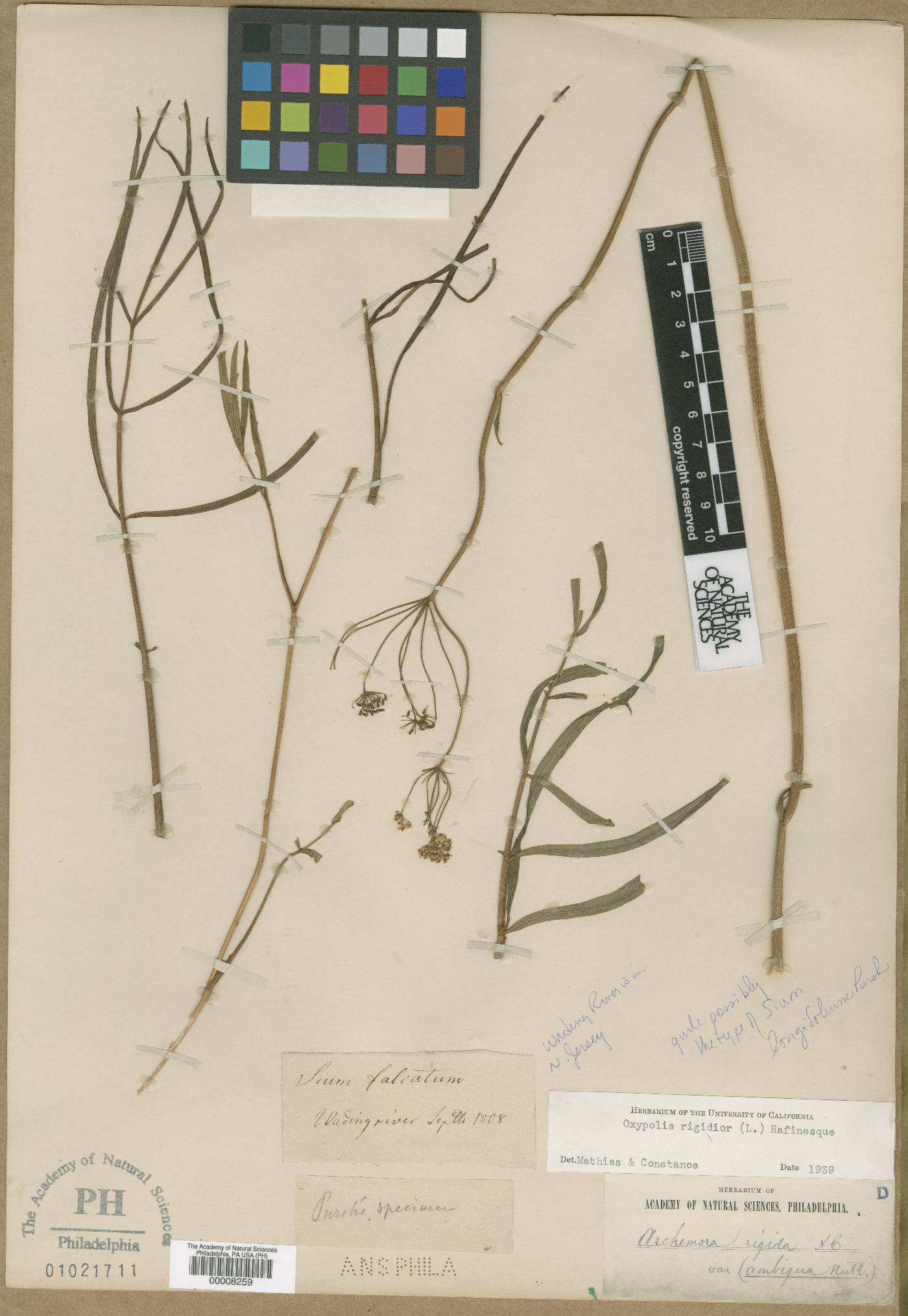 Falcaria vulgaris image