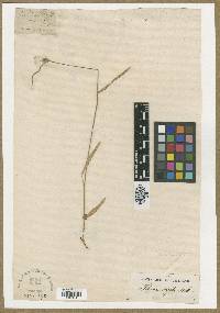 Image of Psoralea angustifolia
