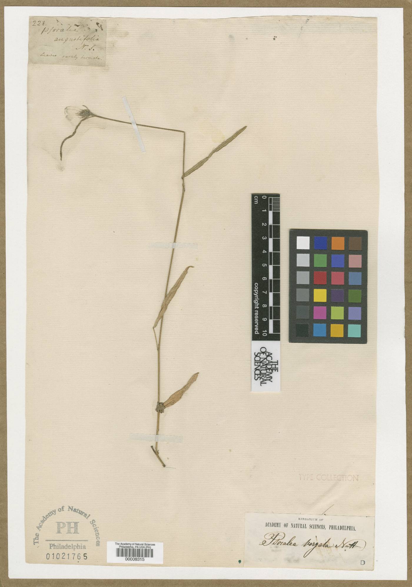 Psoralea angustifolia image