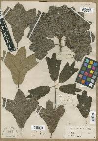 Quercus triloba image