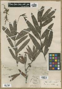 Quercus phellos image