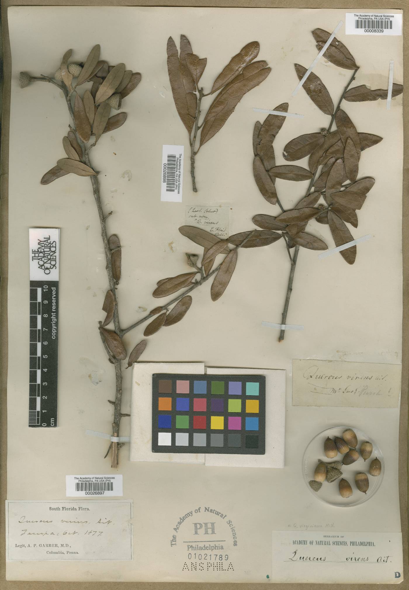 Quercus virens image