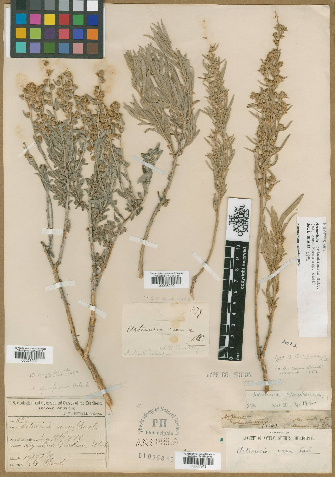 Artemisia cana subsp. cana image