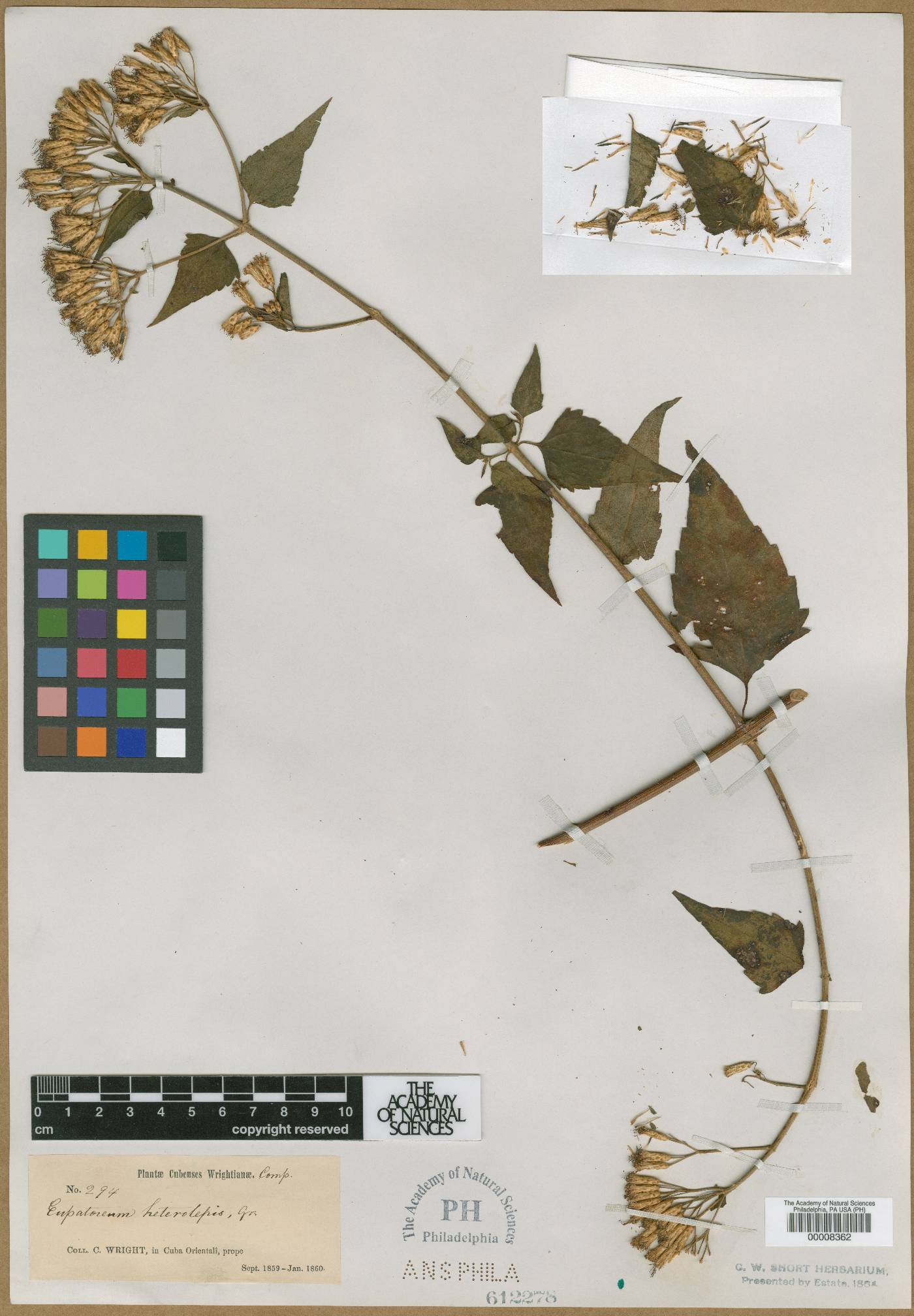 Neomirandea araliifolia image