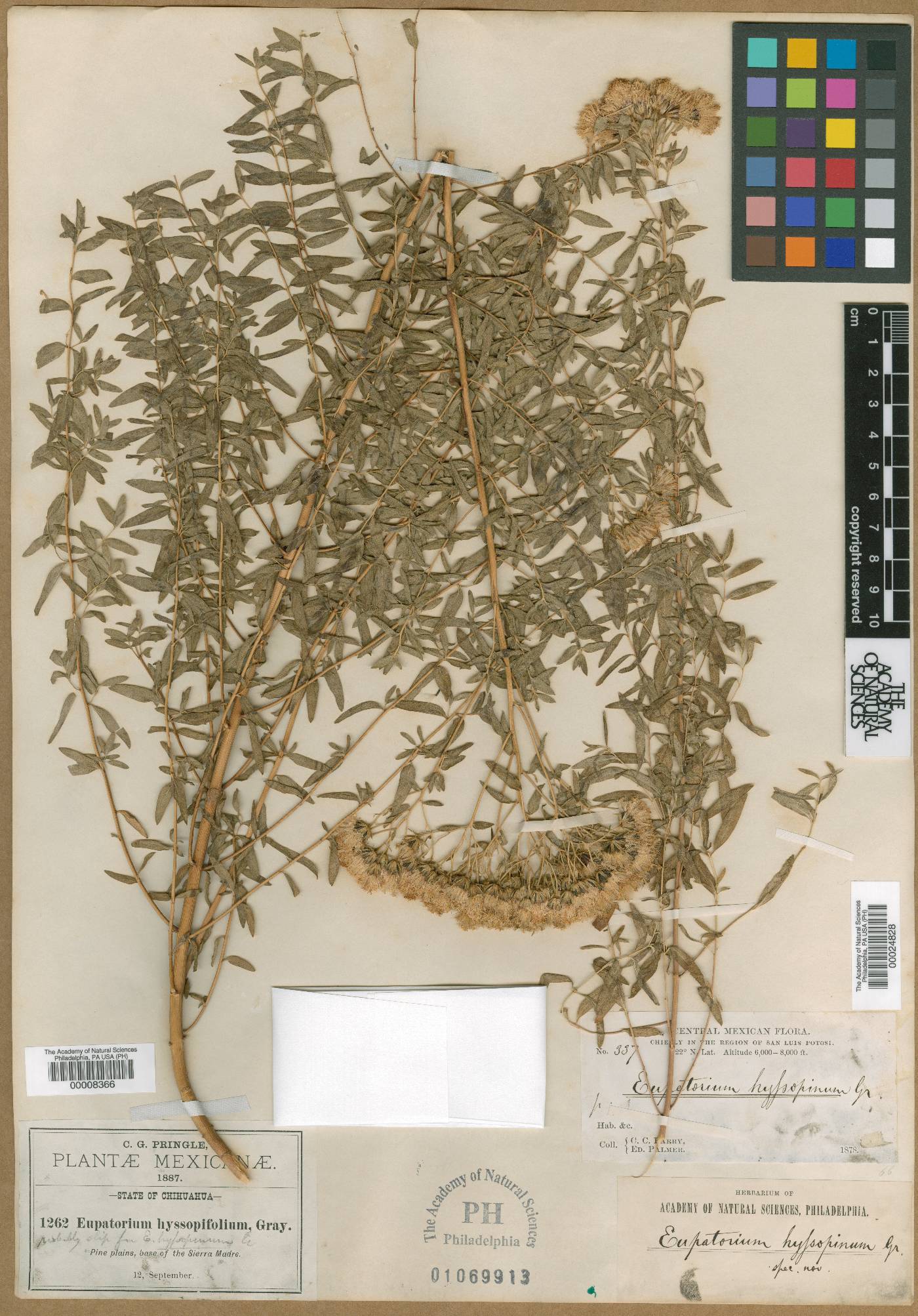 Eupatorium hyssopinum image