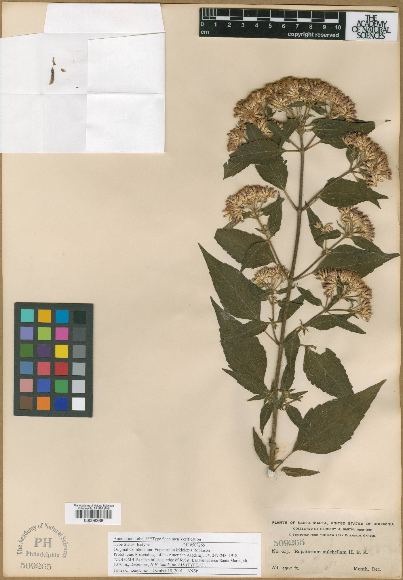 Eupatorium pulchellum image