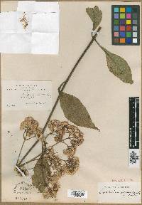 Ayapanopsis latipaniculata image