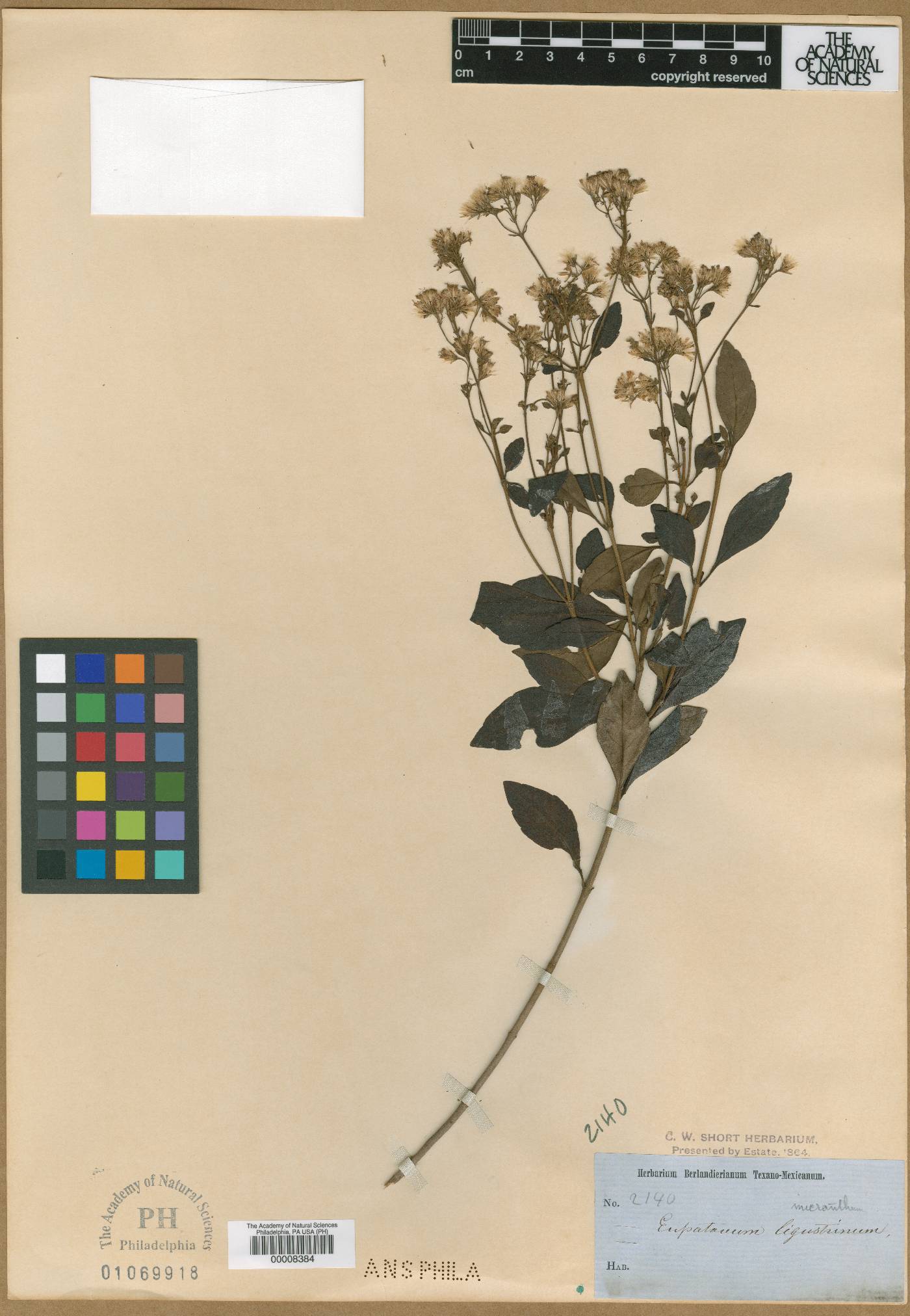 Eupatorium micranthum image