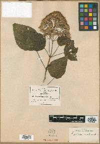 Eupatorium oresbium image