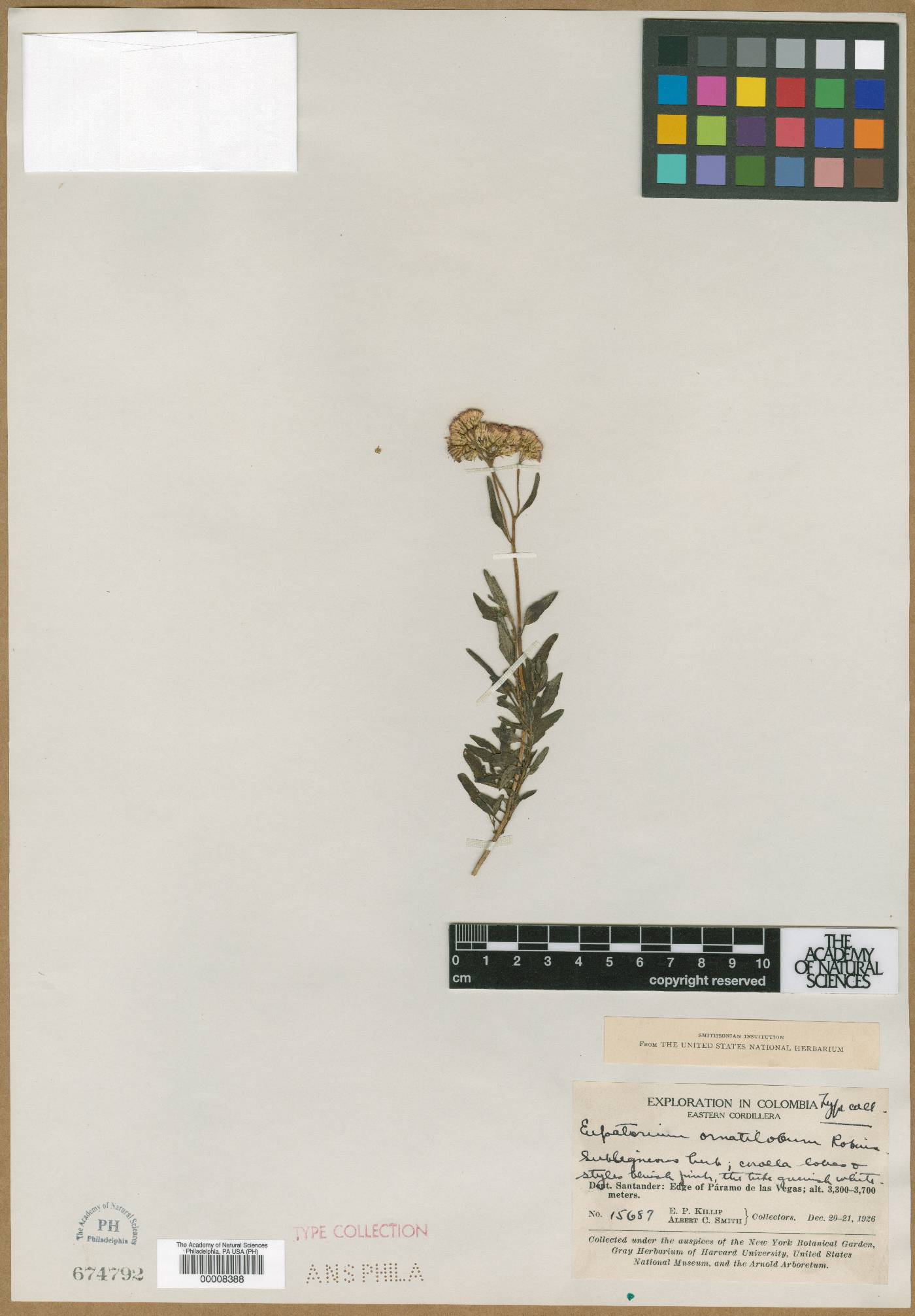 Lourteigia ornatiloba image
