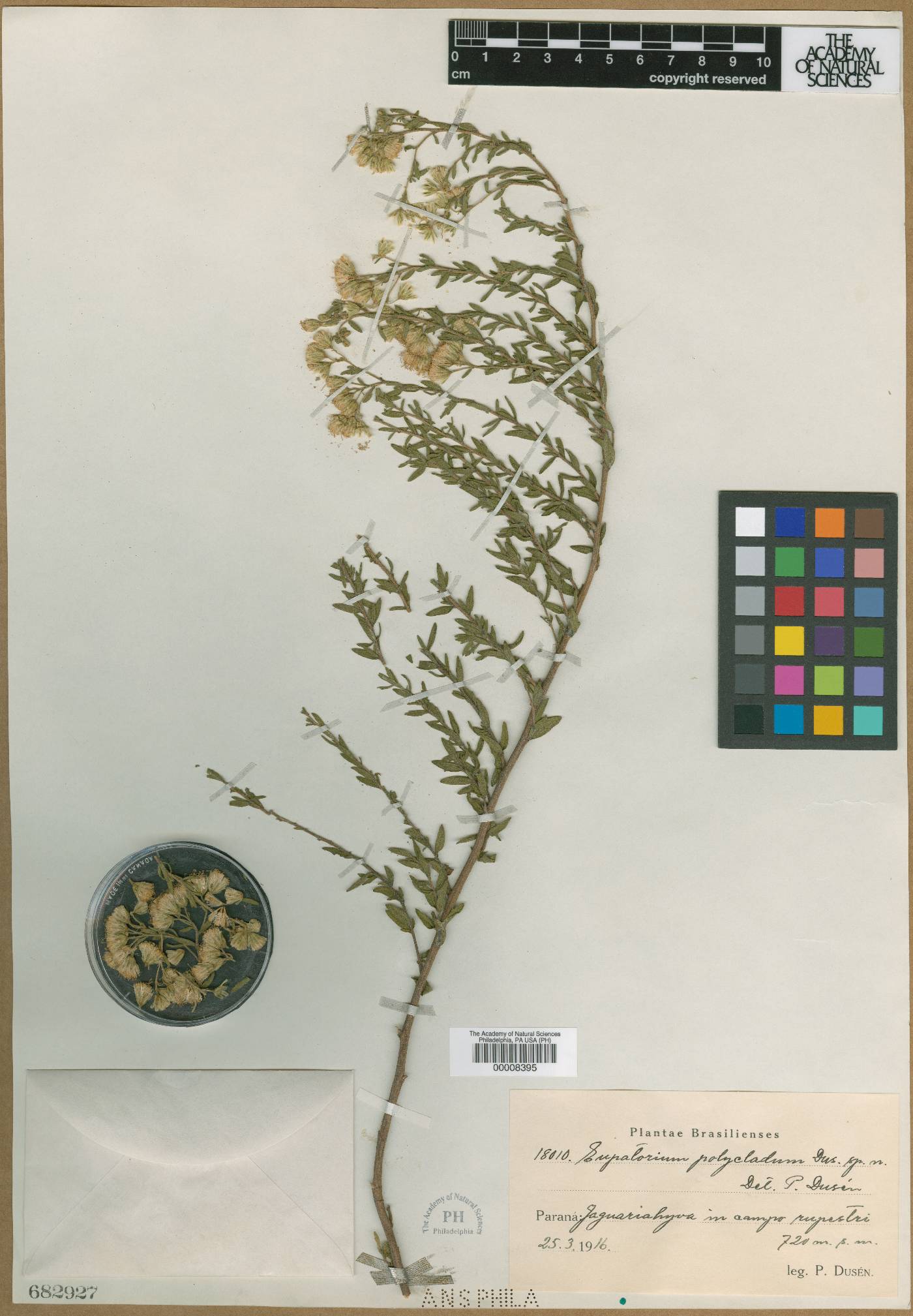 Hatschbachiella polyclada image