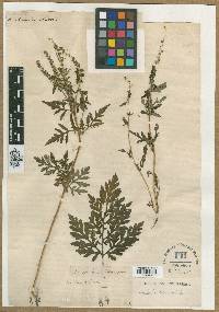 Ambrosia artemisiifolia var. elatior image