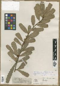Image of Banksia praemorsa