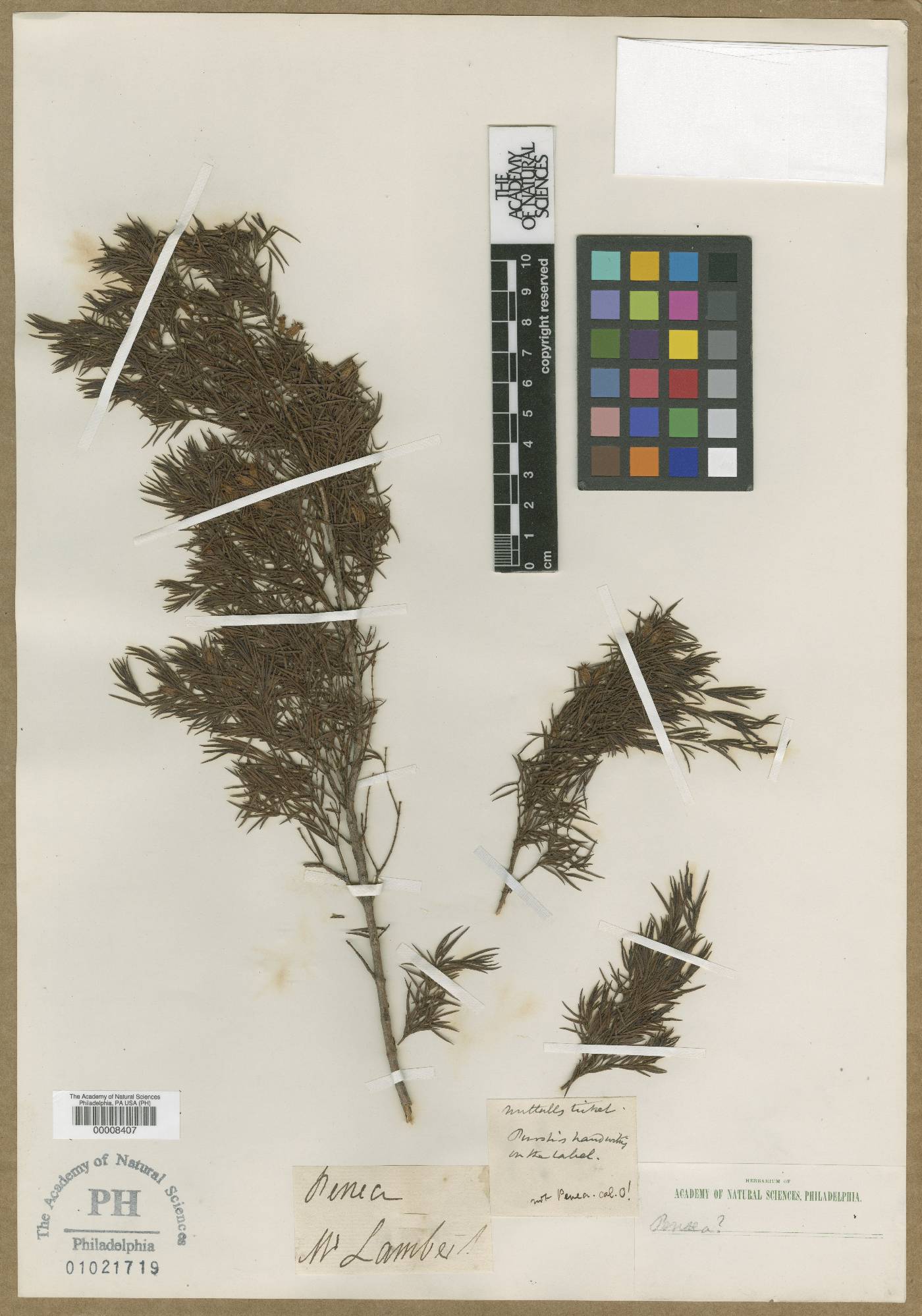 Penaea image