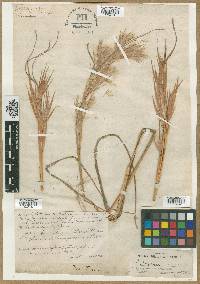 Andropogon glomeratus image