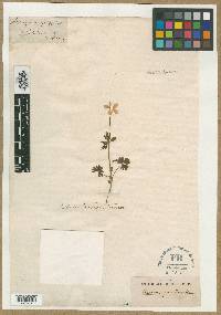Image of Anemone cuneifolia