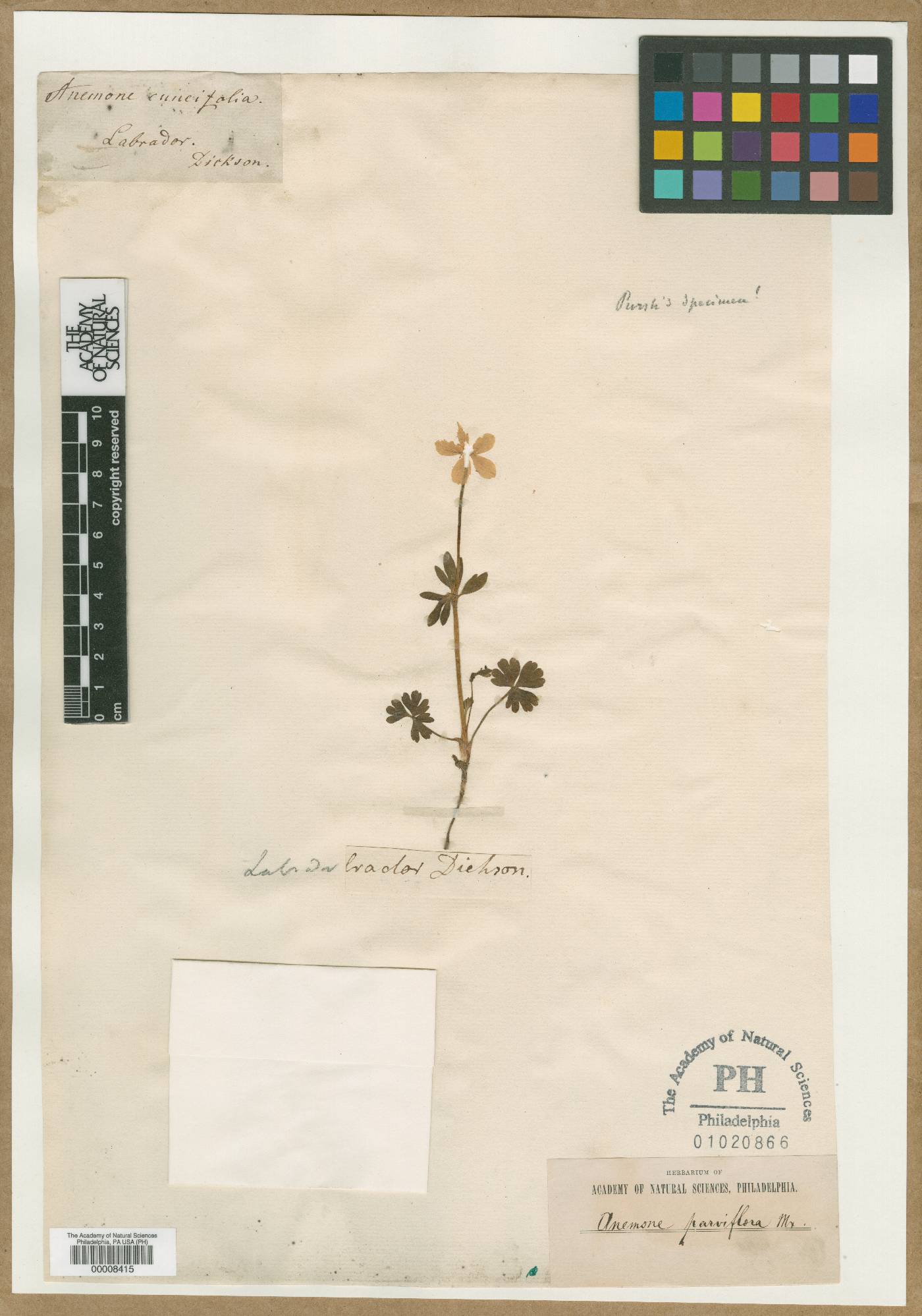 Anemone cuneifolia image