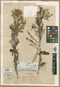 Artemisia serrata image