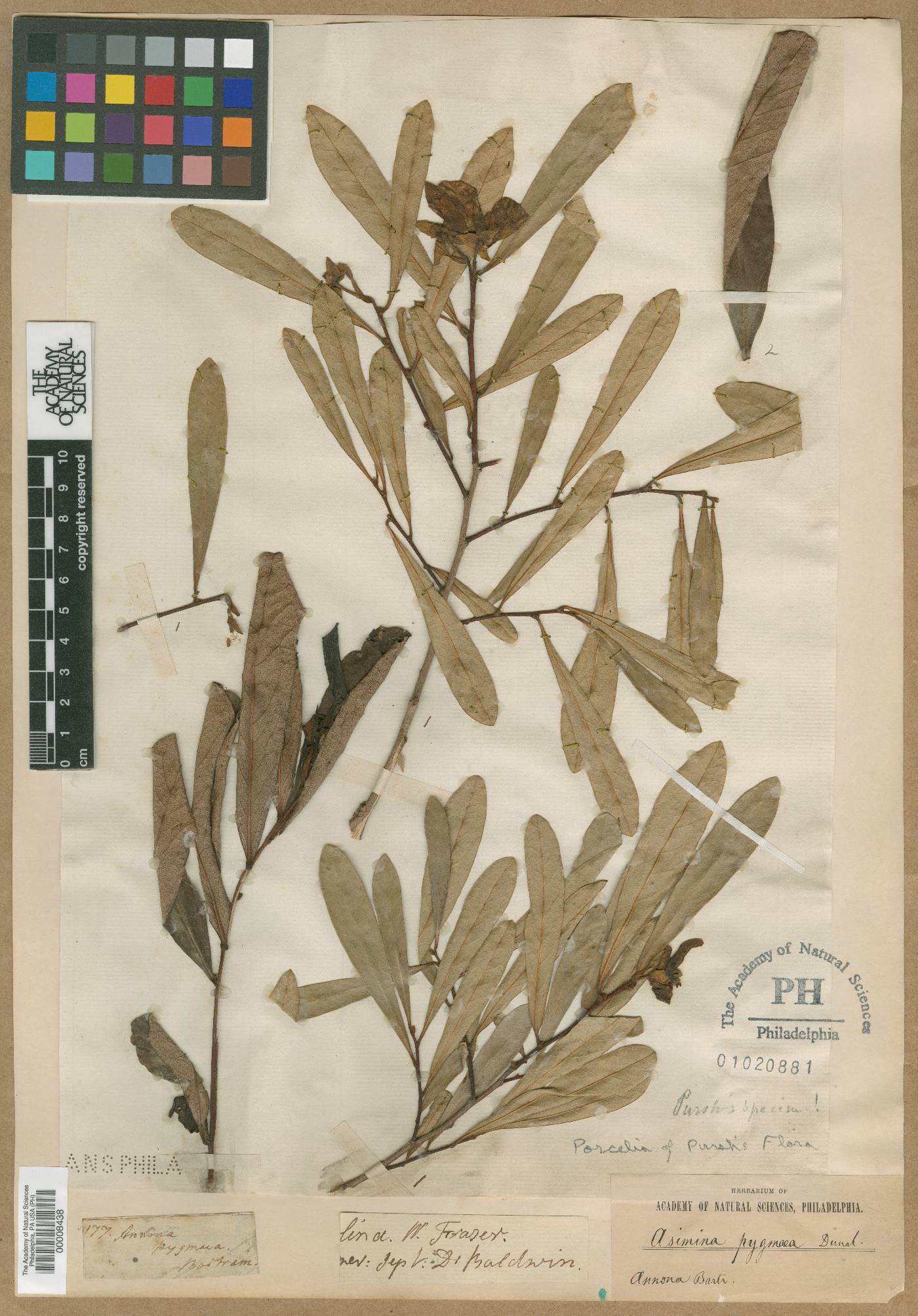 Annona pygmaea image