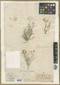 Astragalus missouriensis image