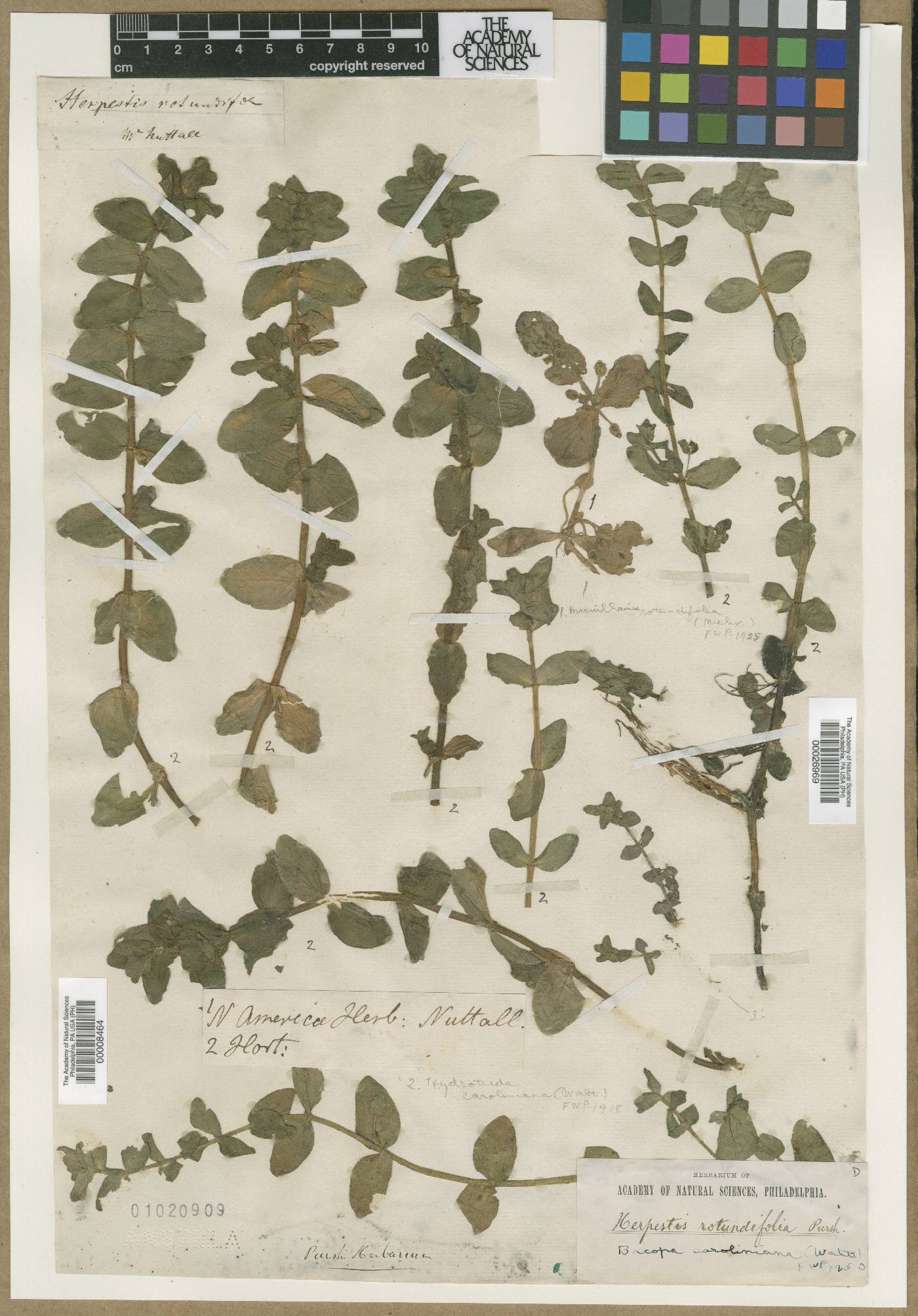 Herpestis rotundifolia image