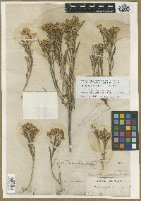 Bigelowia graveolens image