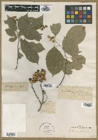 Celastrus scandens image