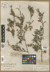 Chamaecyparis thyoides image