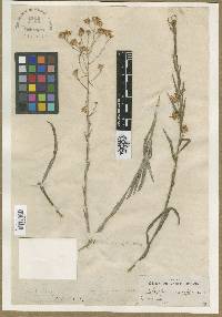 Image of Inula graminifolia